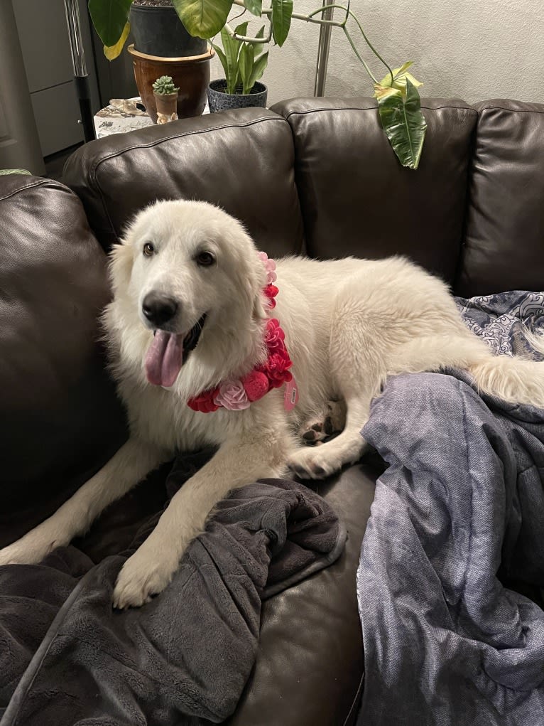 Looney “Chik’in Mini Bandit” Bear, a Great Pyrenees tested with EmbarkVet.com