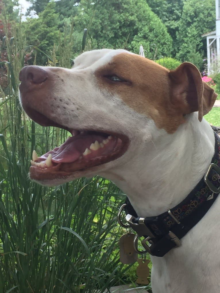 Freckles, an American Pit Bull Terrier and Chow Chow mix tested with EmbarkVet.com