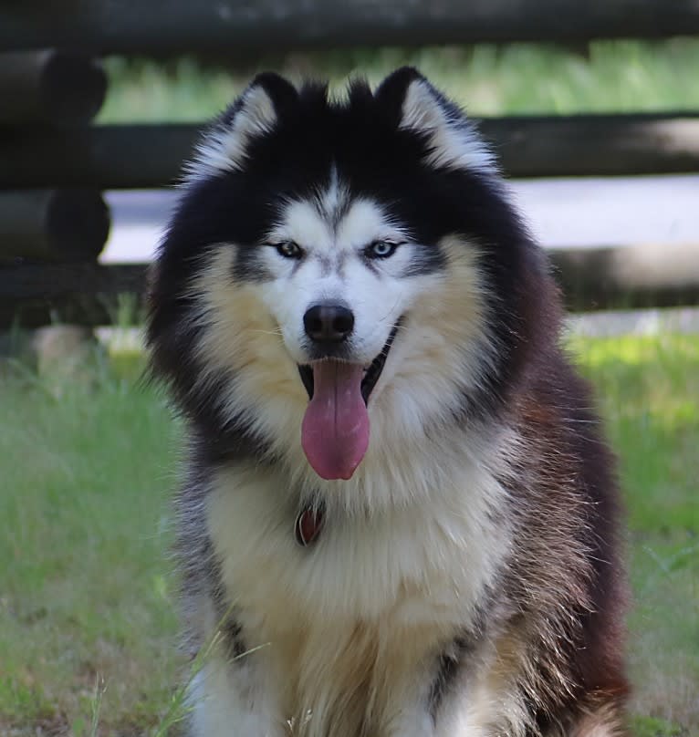 Padfoot, a Siberian Husky tested with EmbarkVet.com