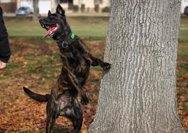 Static, a Dutch Shepherd tested with EmbarkVet.com