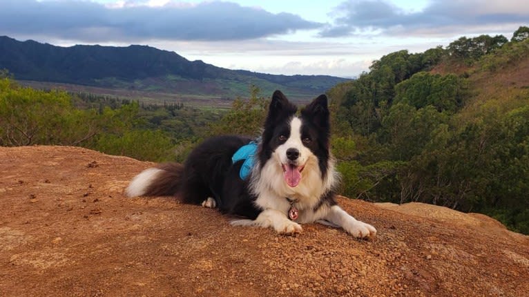 Kida, a Border Collie tested with EmbarkVet.com