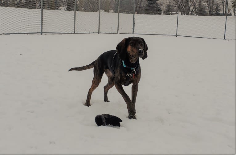 Molly, a Black and Tan Coonhound and Mountain Cur mix tested with EmbarkVet.com