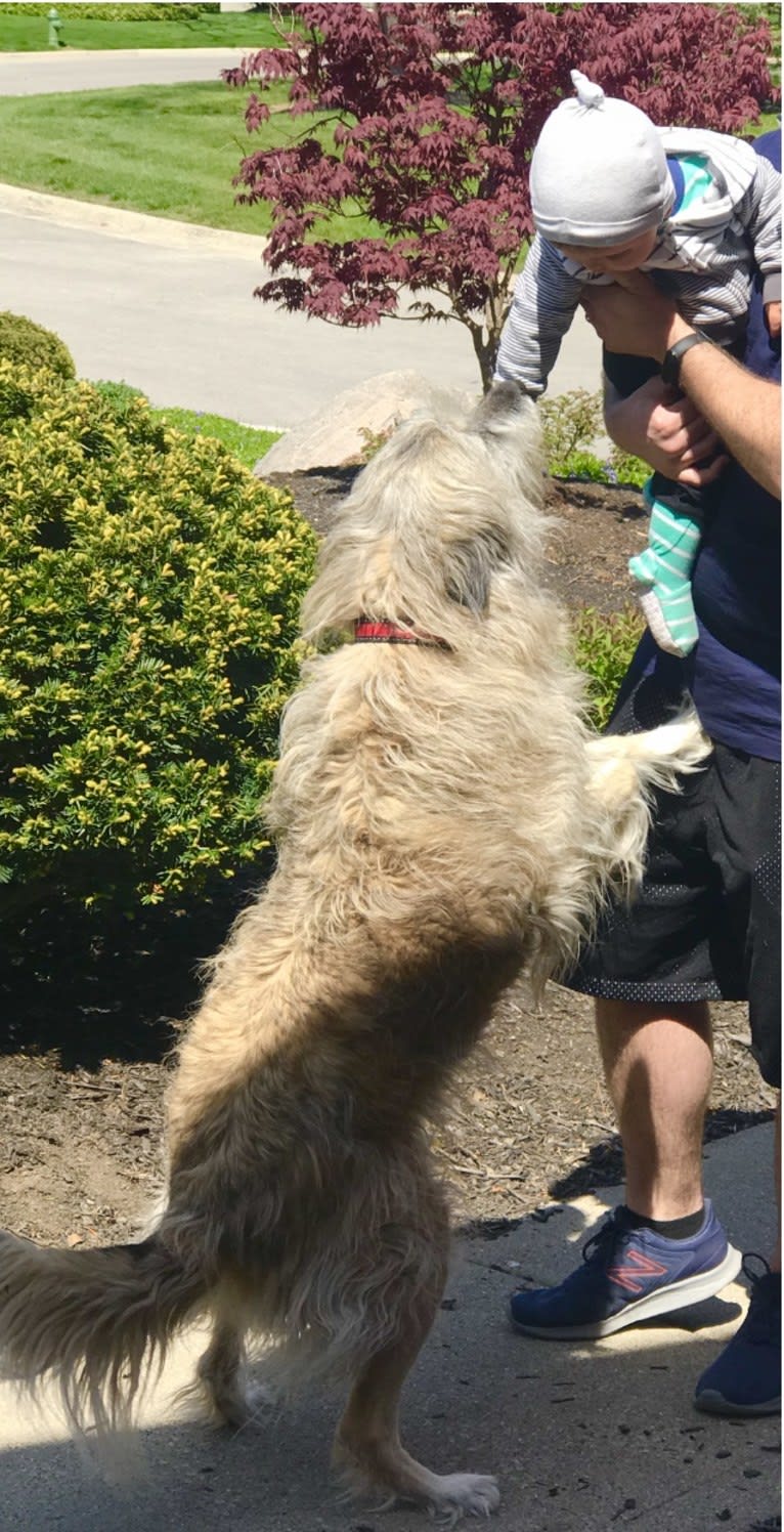 Charybdis, an Arabian Village Dog tested with EmbarkVet.com