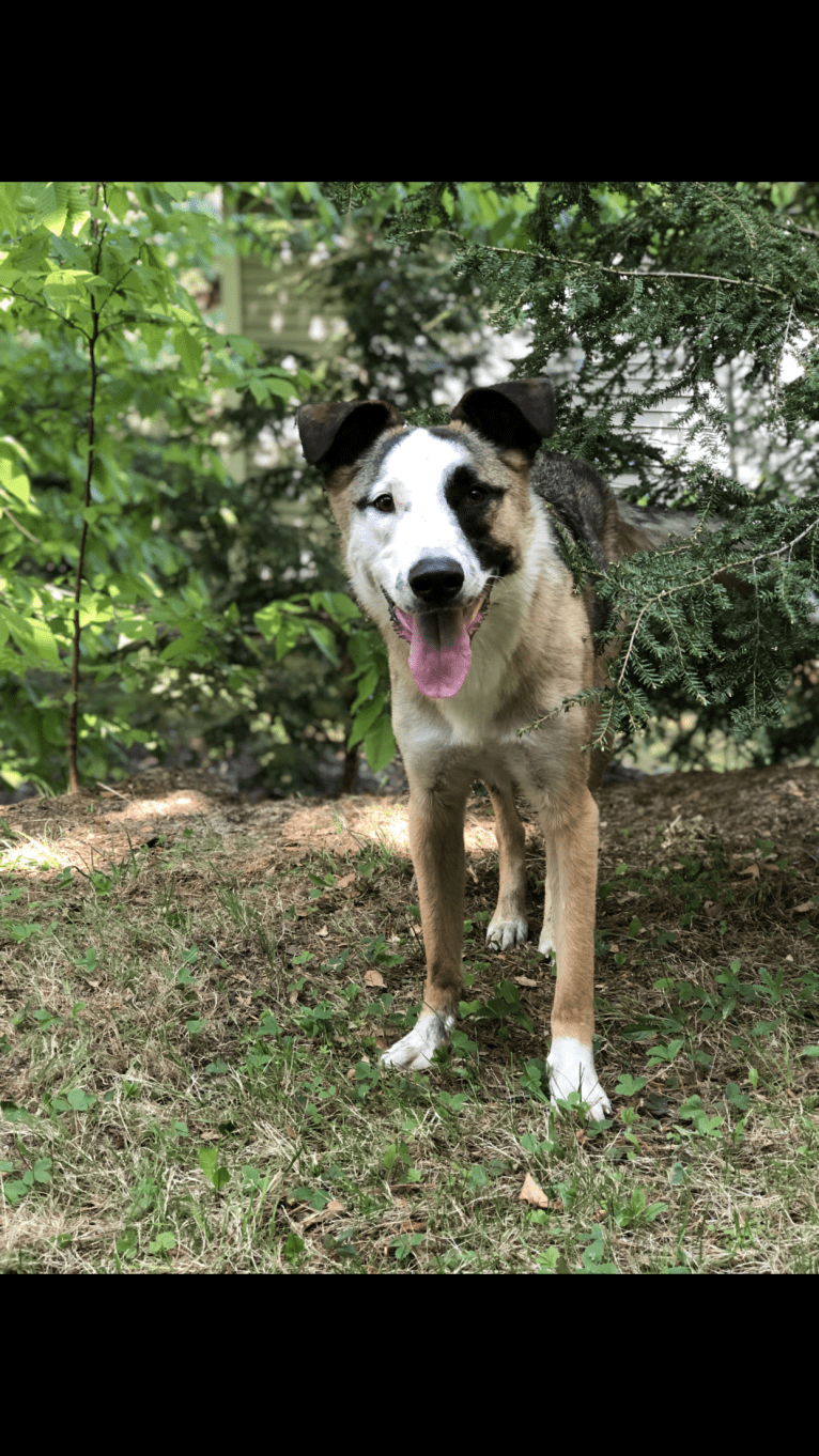 Nisso, a West Asian Village Dog tested with EmbarkVet.com