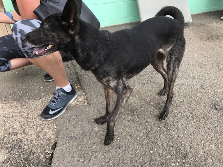 Pharah, a Labrador Retriever and German Shepherd Dog mix tested with EmbarkVet.com