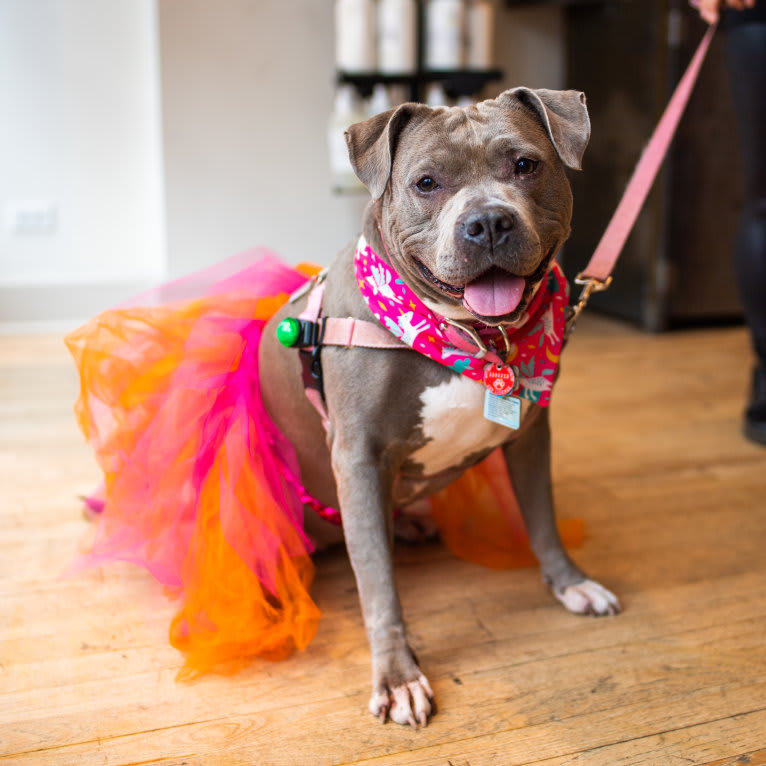 Stevie Nicks, an American Staffordshire Terrier tested with EmbarkVet.com