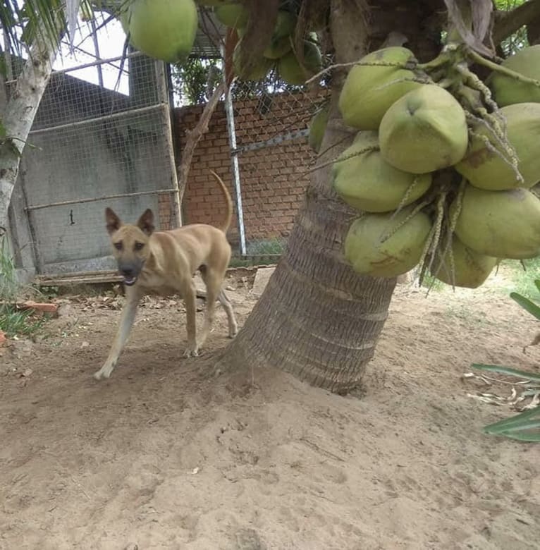 FREEDOM, a Phu Quoc Ridgeback tested with EmbarkVet.com