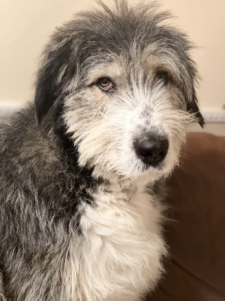 Bilbo, an Eastern European Village Dog tested with EmbarkVet.com
