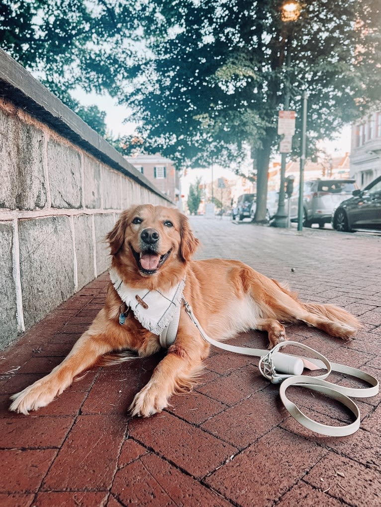 Marley, a Golden Retriever tested with EmbarkVet.com