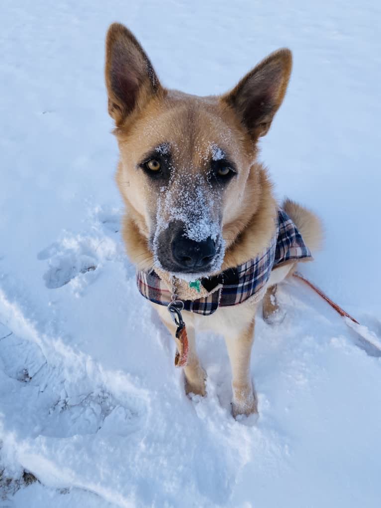 Boban, a German Shepherd Dog and Great Pyrenees mix tested with EmbarkVet.com