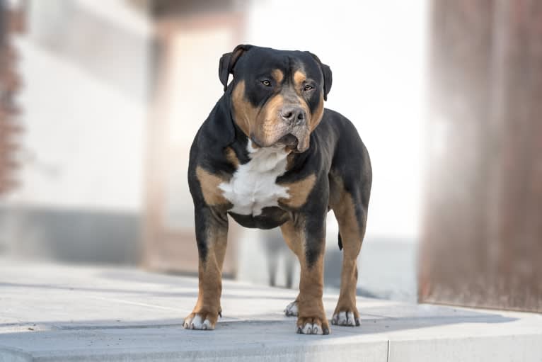 Canyon, an American Bully tested with EmbarkVet.com