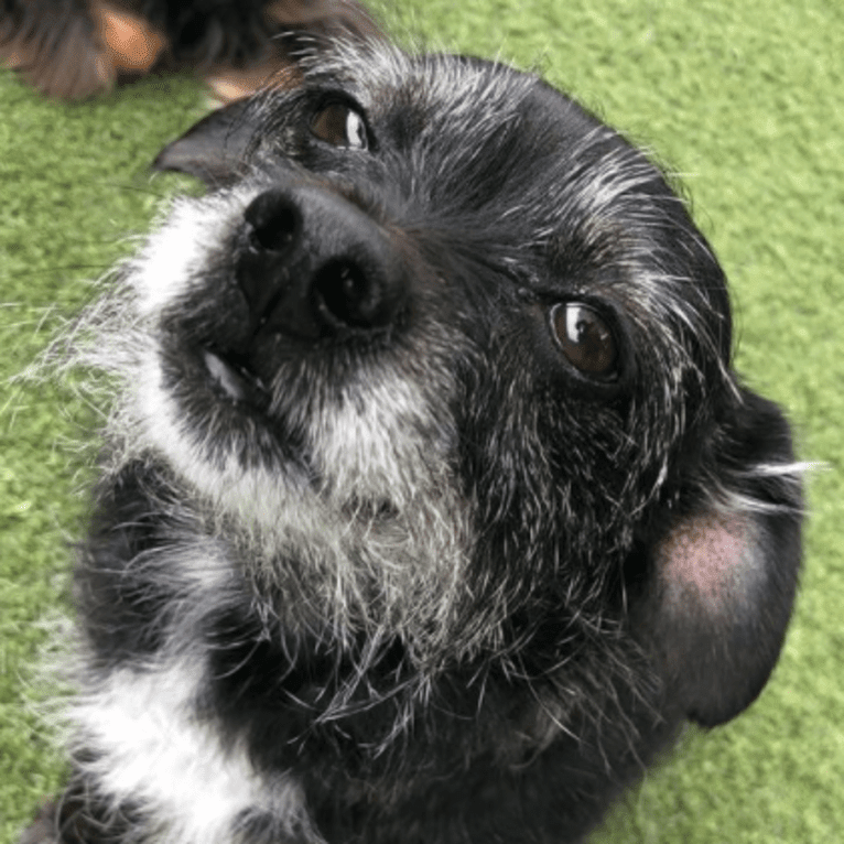 Marcy, a Chihuahua and Cocker Spaniel mix tested with EmbarkVet.com