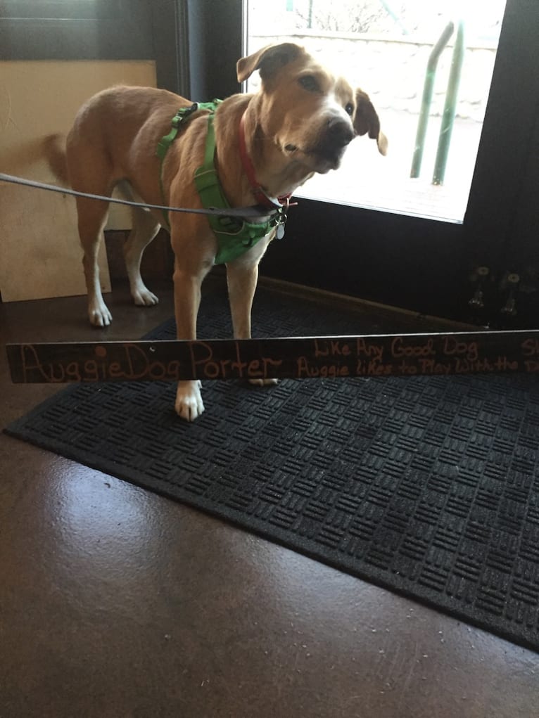 Augie, a Labrador Retriever and Australian Cattle Dog mix tested with EmbarkVet.com