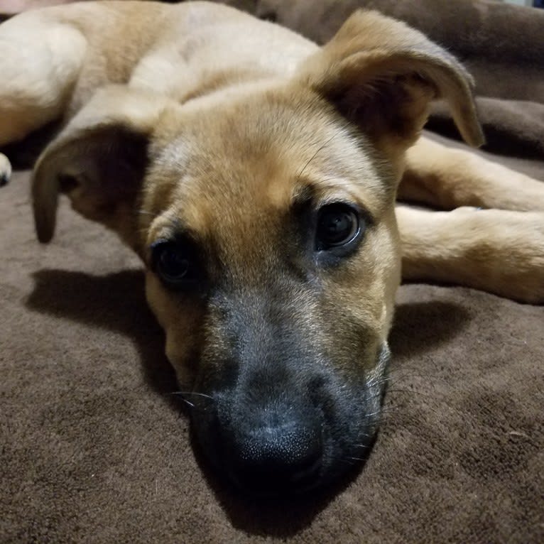 Max, a German Shepherd Dog and Rat Terrier mix tested with EmbarkVet.com