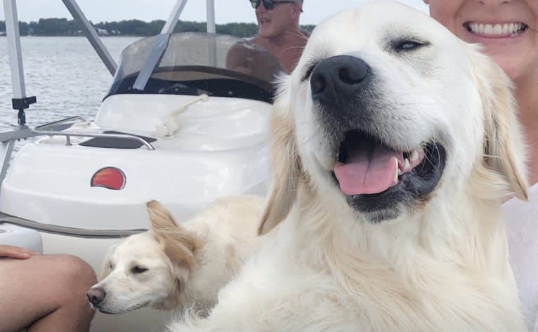 Hudson Gene Dement, a Golden Retriever tested with EmbarkVet.com