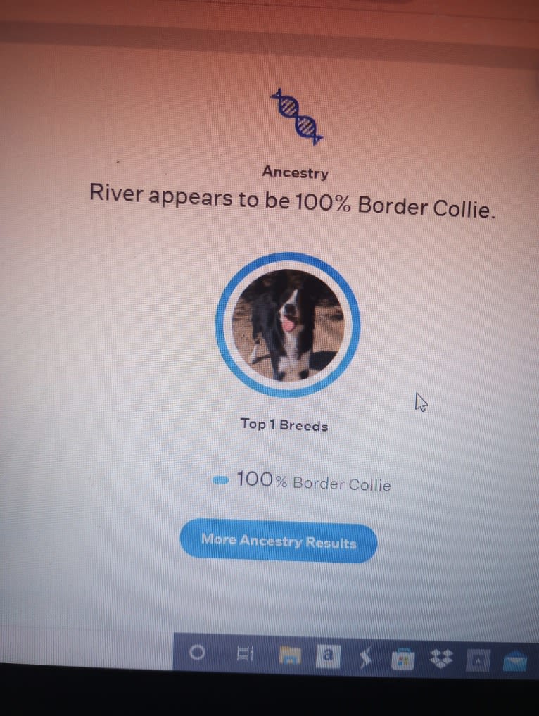 River, a Border Collie (3.8% unresolved) tested with EmbarkVet.com