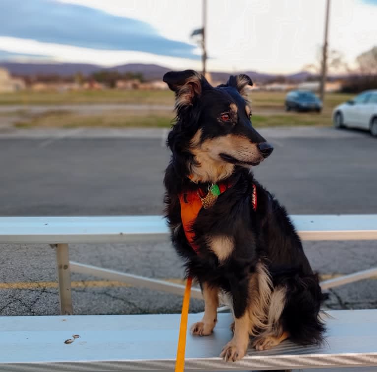 Maple, an English Shepherd tested with EmbarkVet.com