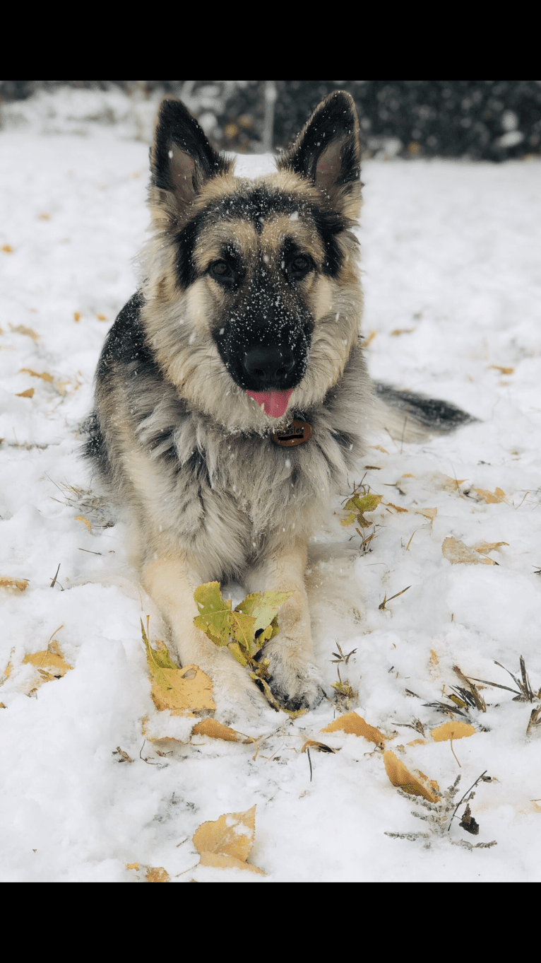 Pike’s Luther Beasley v. Zion, a Shiloh Shepherd tested with EmbarkVet.com