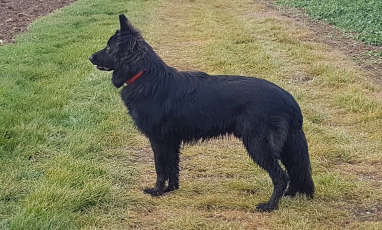 Jaromir, a German Shepherd Dog tested with EmbarkVet.com