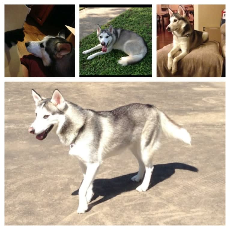 Chamo, a Siberian Husky and Alaskan Malamute mix tested with EmbarkVet.com