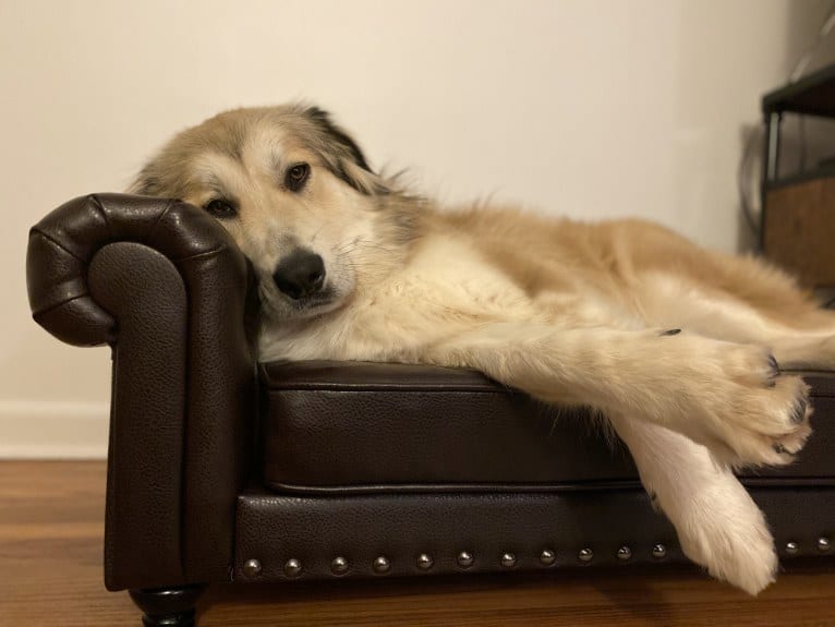 Doug, a Great Pyrenees and Labrador Retriever mix tested with EmbarkVet.com