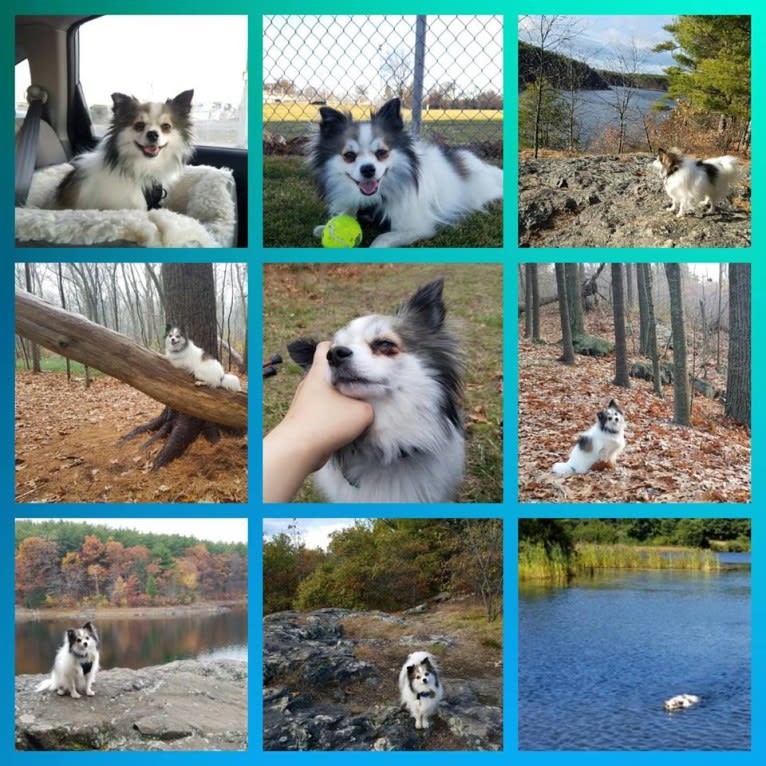 Gus, a Pomeranian and Shetland Sheepdog mix tested with EmbarkVet.com