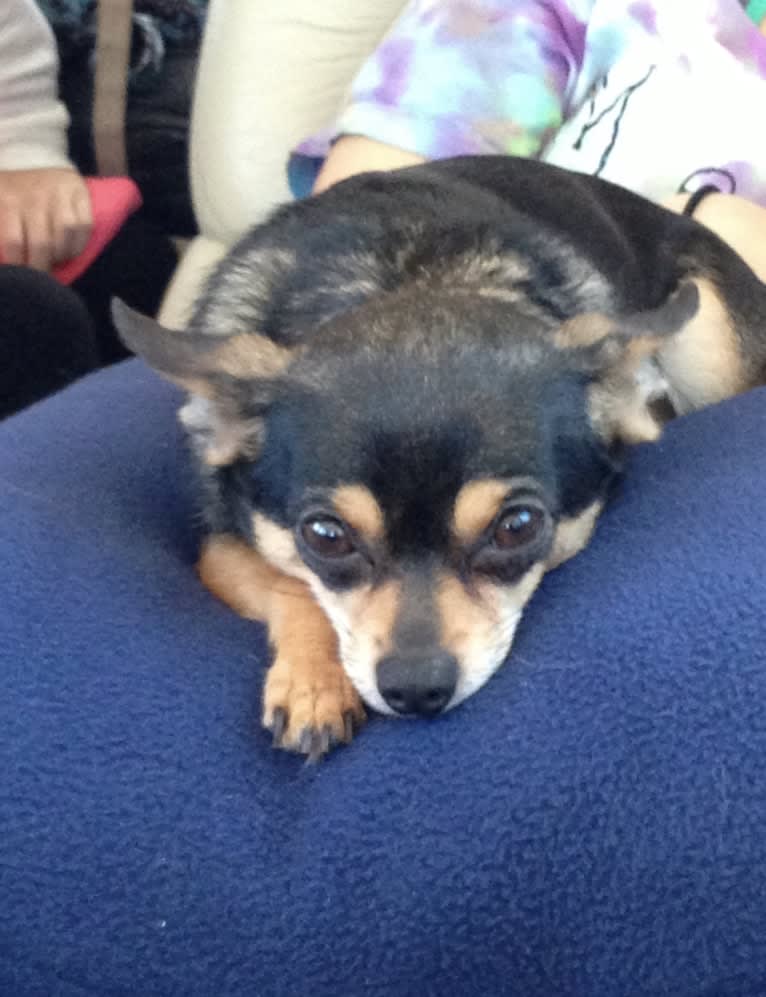Coco, a Chihuahua and Rat Terrier mix tested with EmbarkVet.com