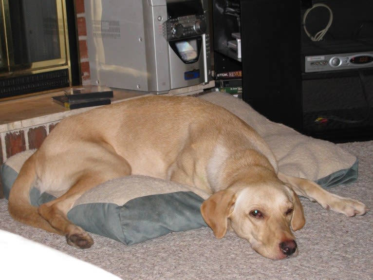 Tank, a German Shepherd Dog and Labrador Retriever mix tested with EmbarkVet.com