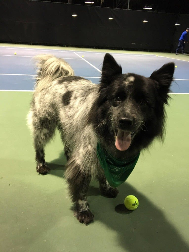 Jadie, a German Shepherd Dog and Chow Chow mix tested with EmbarkVet.com