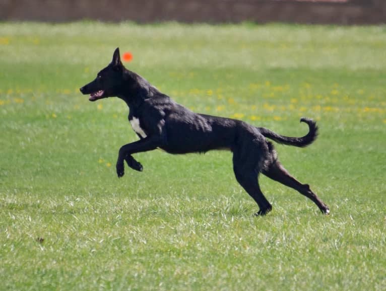 “Merla“ BCC Juniper, an Ibizan Hound and Alaskan Malamute mix tested with EmbarkVet.com