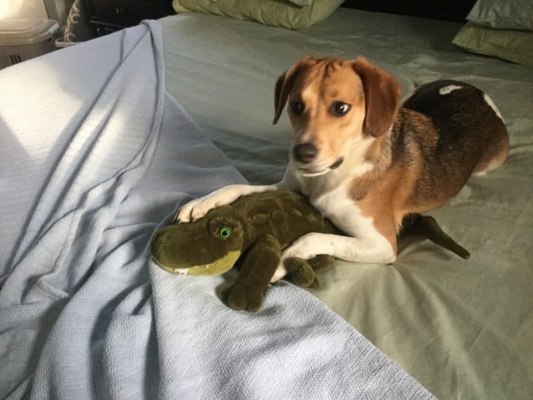 Charlee, a Beagle and American Pit Bull Terrier mix tested with EmbarkVet.com