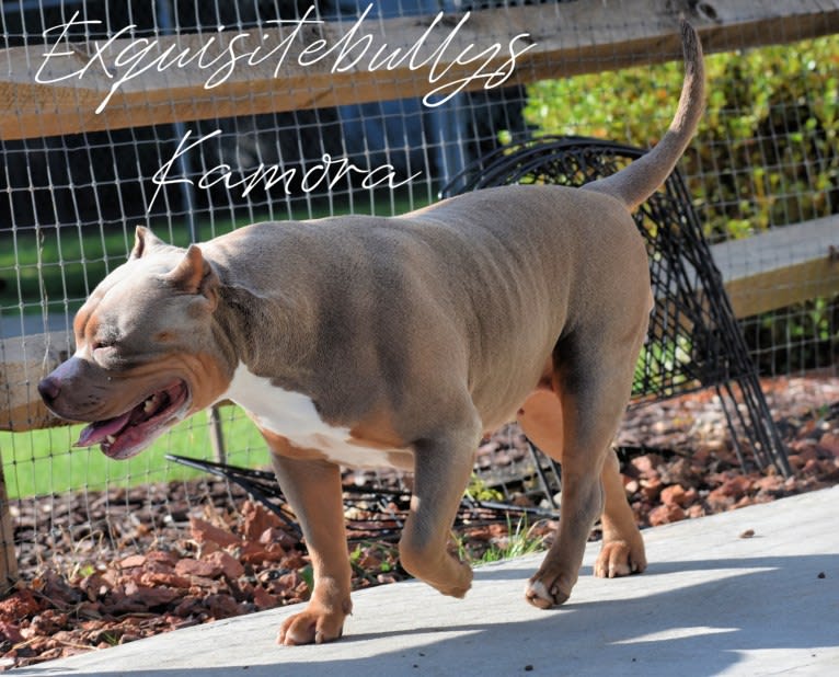 Kamora, an American Bully tested with EmbarkVet.com