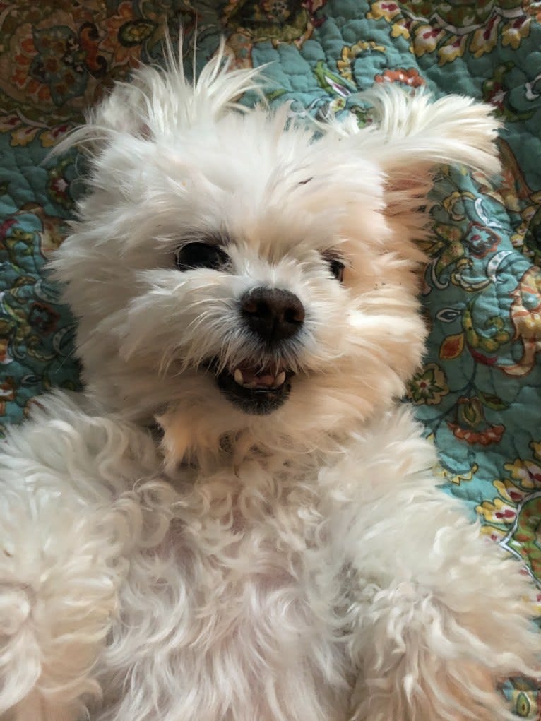 Tucker, a Maltese and Lhasa Apso mix tested with EmbarkVet.com