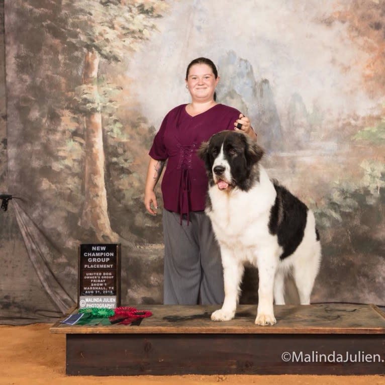 Elara, a Pyrenean Mastiff tested with EmbarkVet.com