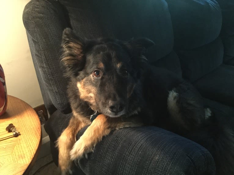 Ollie, a Chow Chow and Australian Cattle Dog mix tested with EmbarkVet.com