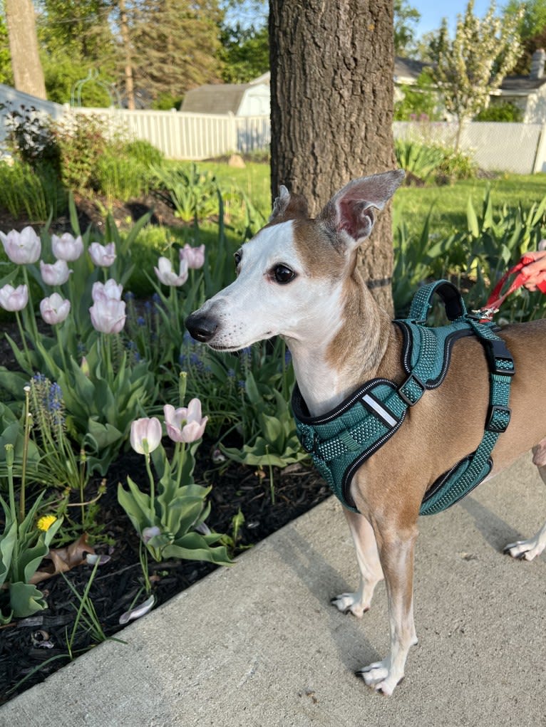Patches, an Italian Greyhound tested with EmbarkVet.com