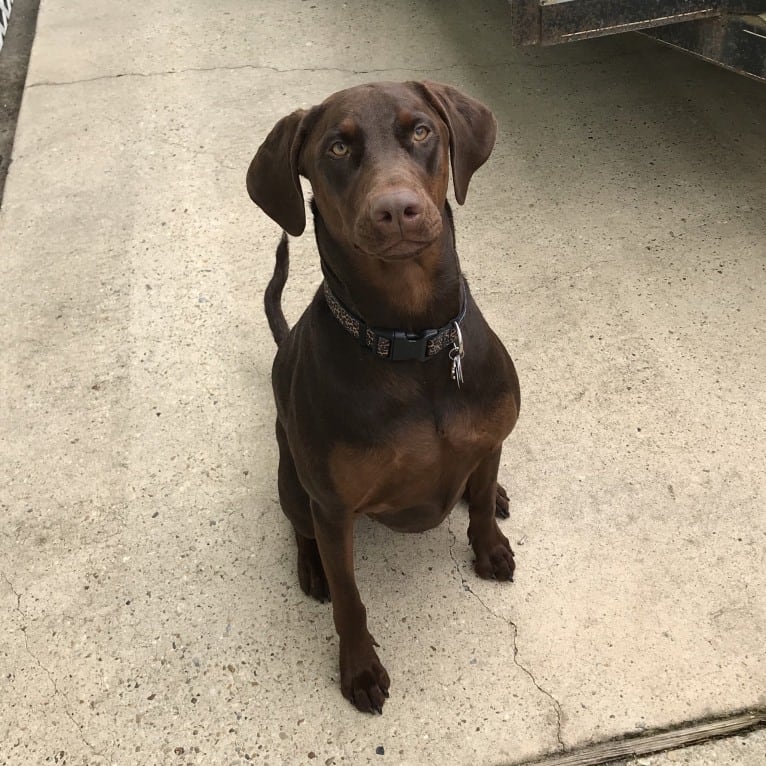 Minerva, a Doberman Pinscher and Golden Retriever mix tested with EmbarkVet.com