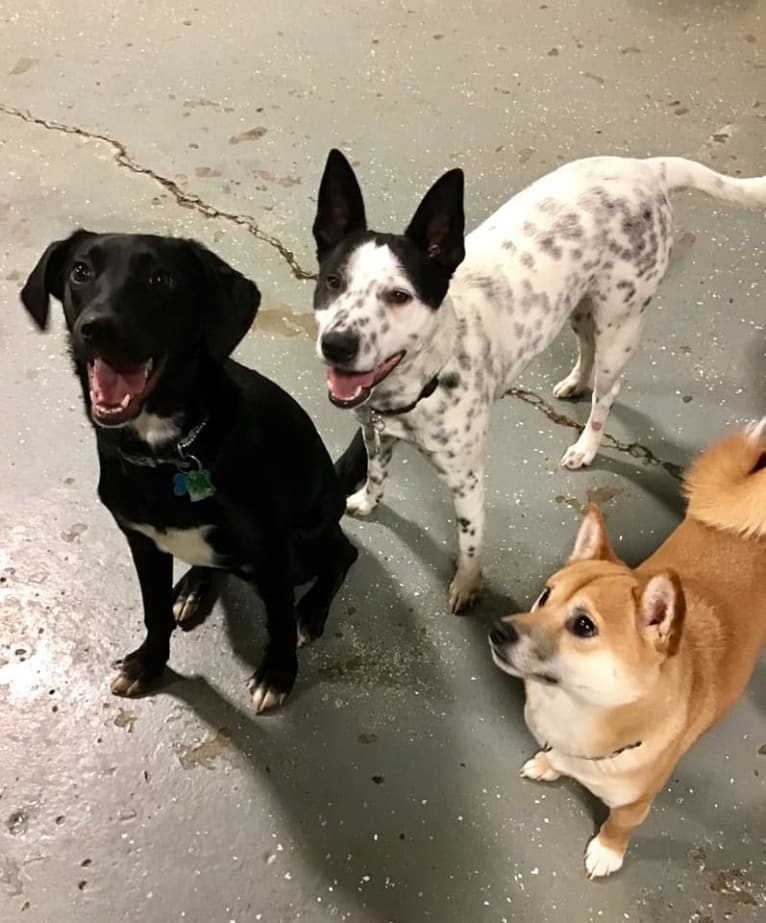 Sigmund, a Rat Terrier and Australian Cattle Dog mix tested with EmbarkVet.com