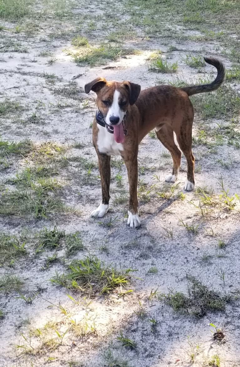 Pope, a Boxer and Russell-type Terrier mix tested with EmbarkVet.com