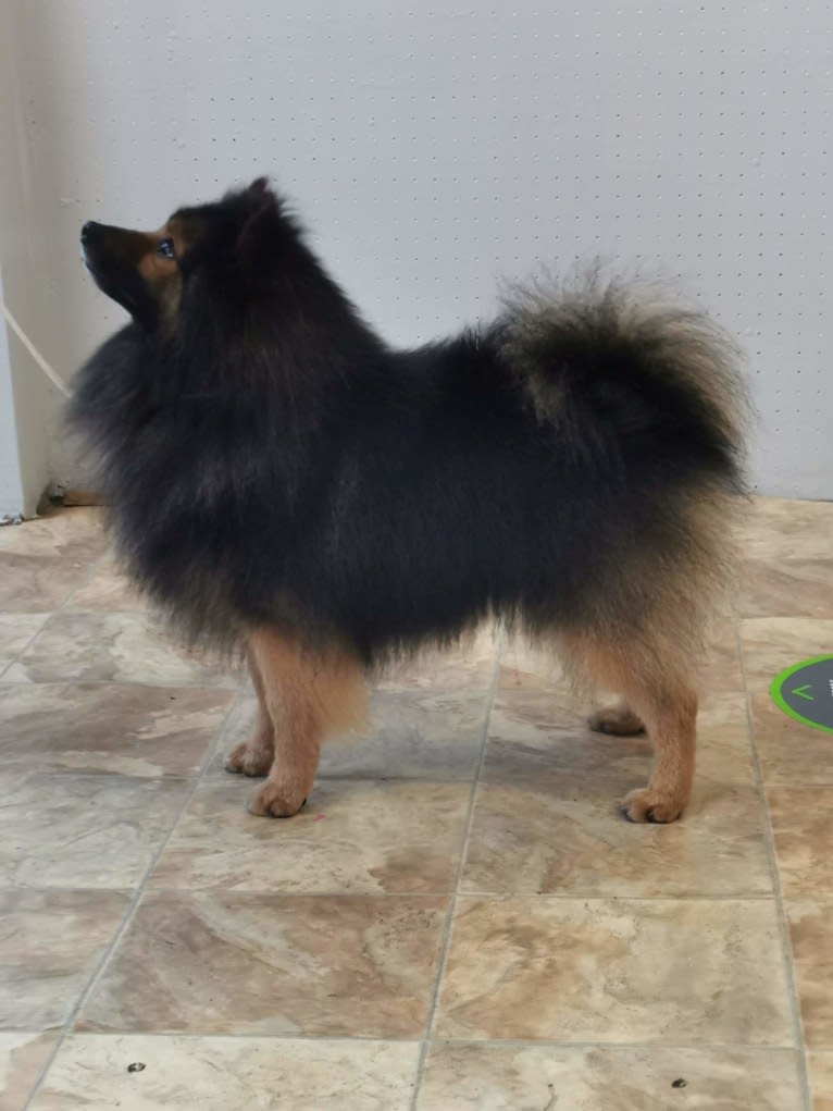 shay, a German Spitz tested with EmbarkVet.com