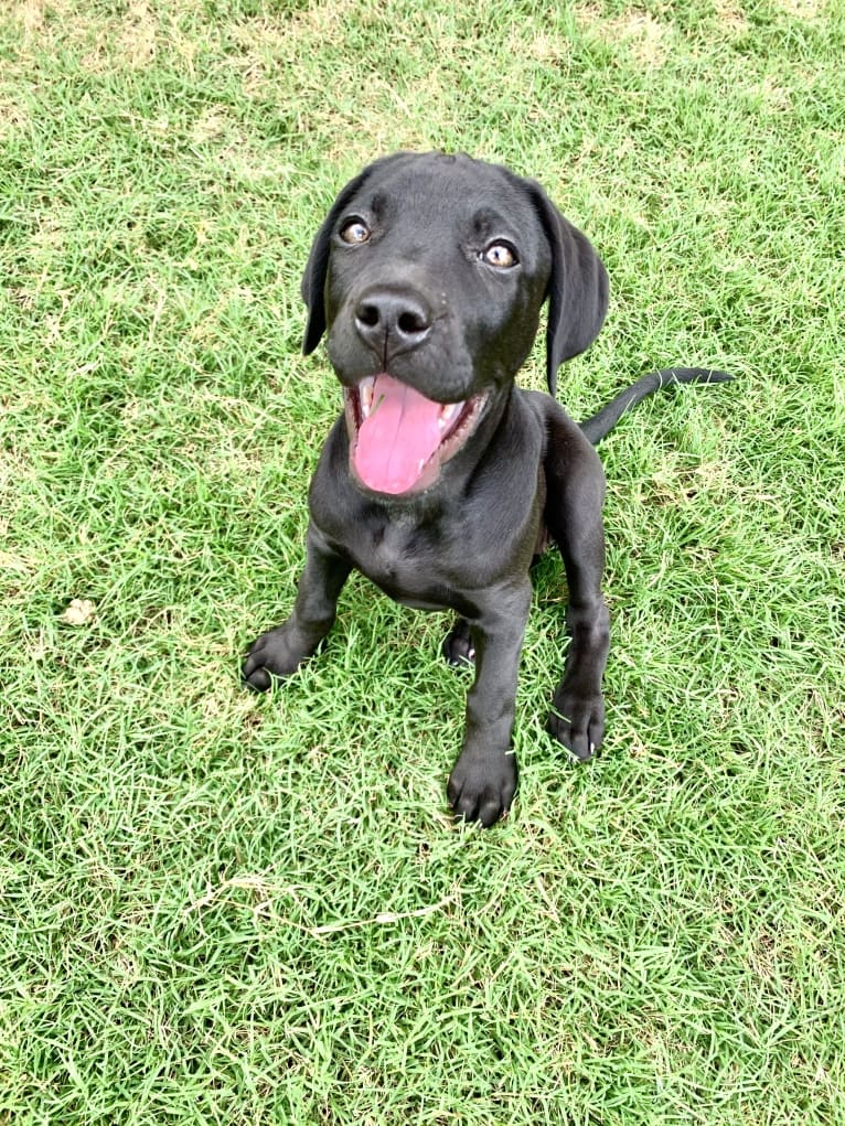 Kaya, a Weimaraner and Labrador Retriever mix tested with EmbarkVet.com