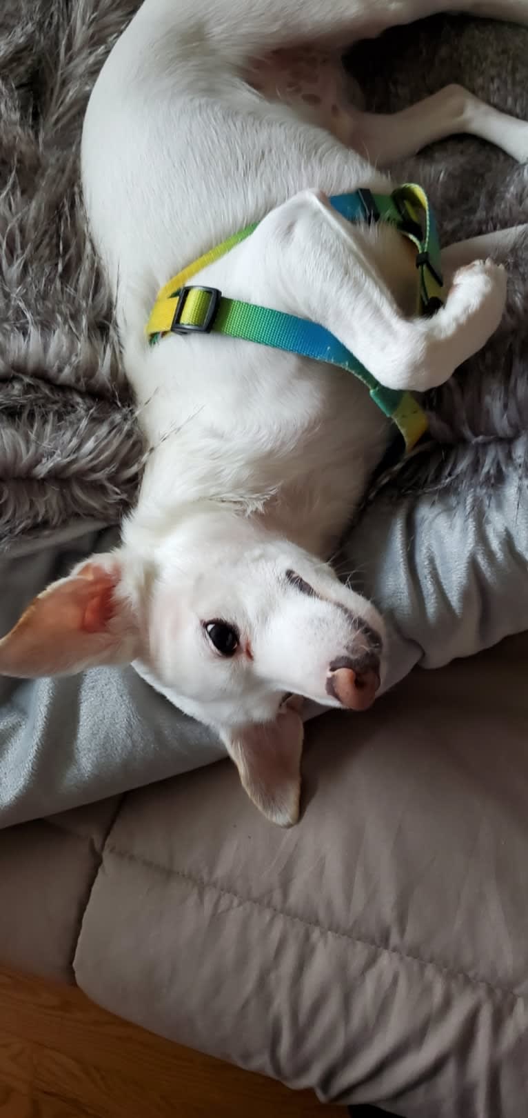 Cooper, a Chihuahua and Shih Tzu mix tested with EmbarkVet.com