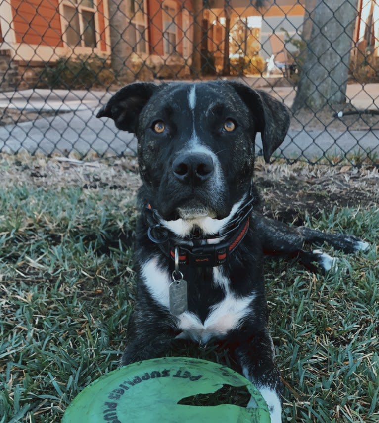 Leo, an American Pit Bull Terrier and American Staffordshire Terrier mix tested with EmbarkVet.com