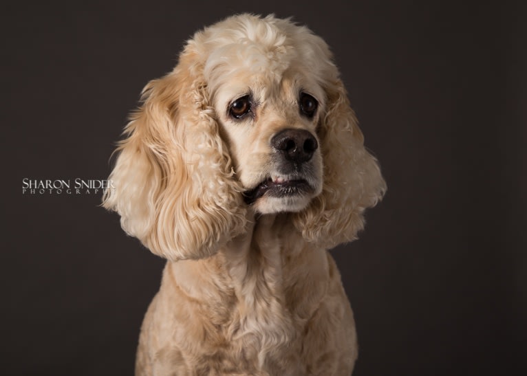 Joey, a Cocker Spaniel tested with EmbarkVet.com