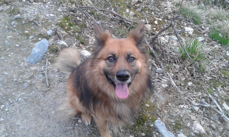 Huli, an Eastern European Village Dog and German Shepherd Dog mix tested with EmbarkVet.com