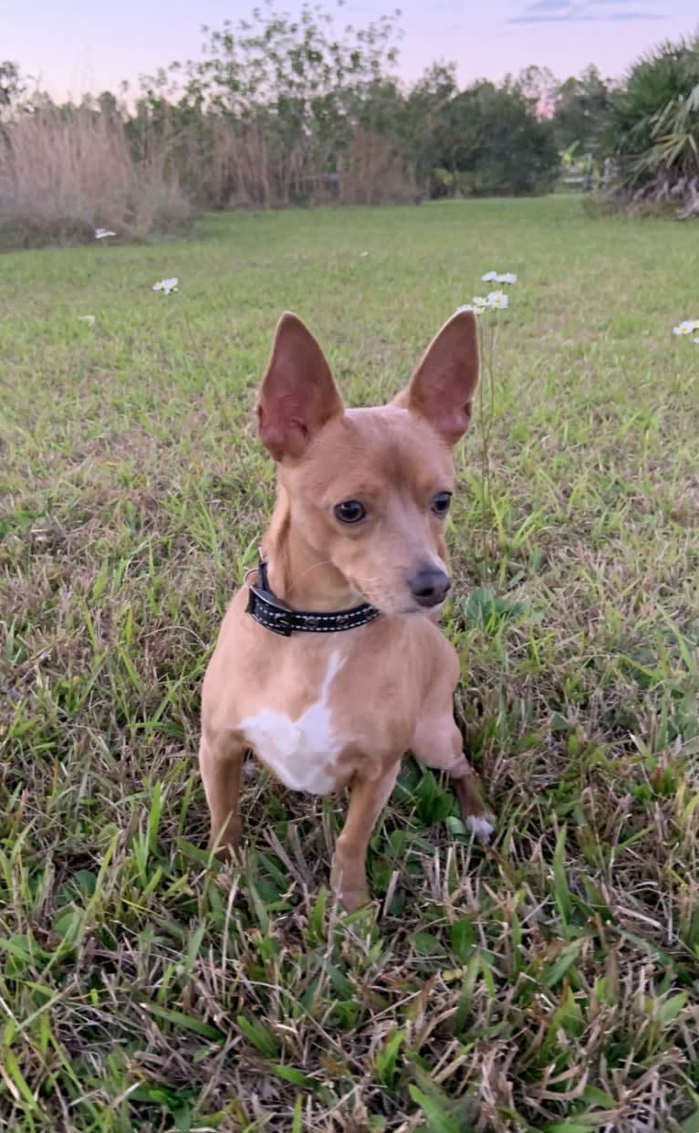 Westin, a Chihuahua and Rat Terrier mix tested with EmbarkVet.com