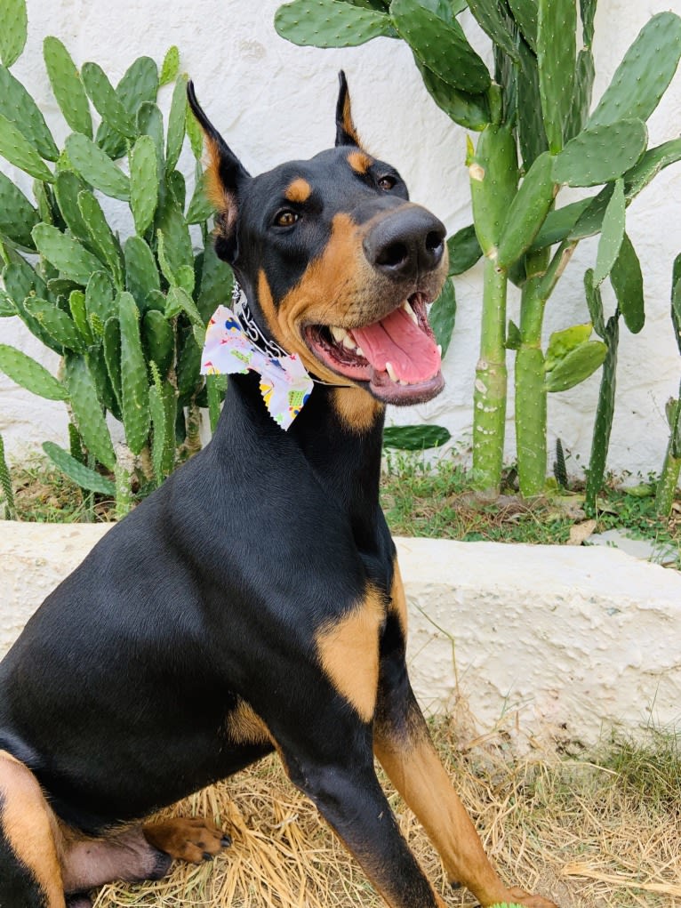 Castiel, a Doberman Pinscher and Rottweiler mix tested with EmbarkVet.com