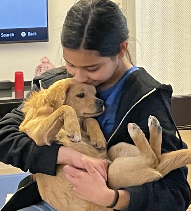 Teddy Bear, a Poodle (Small) and Chow Chow mix tested with EmbarkVet.com