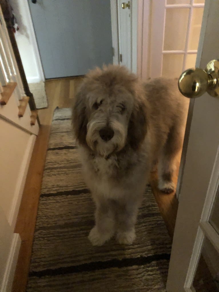 Roscoe, a Poodle (Standard) and Golden Retriever mix tested with EmbarkVet.com