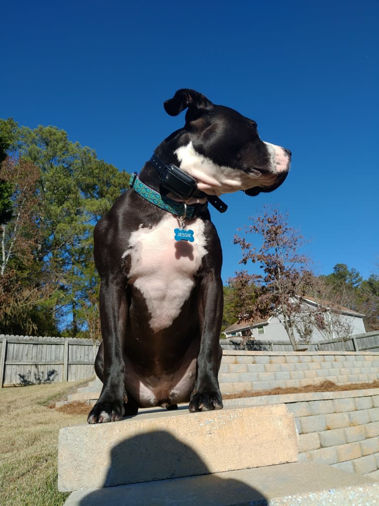 Jessie, an American Pit Bull Terrier and American Staffordshire Terrier mix tested with EmbarkVet.com